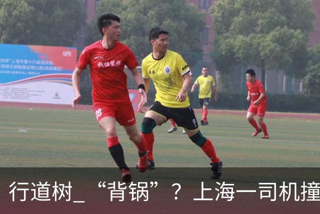 行道树 “背锅”？上海一司机撞树后主张树木全责，结果来了